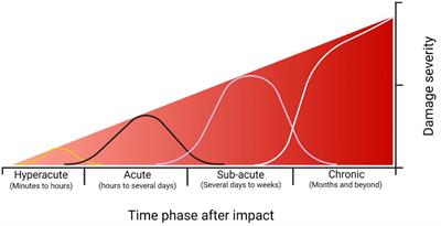 Hyperacute Excitotoxic Mechanisms and Synaptic Dysfunction Involved in Traumatic Brain Injury